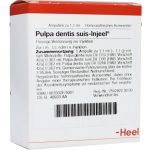 Pulpa dentis suis-Injeel® Ampullen